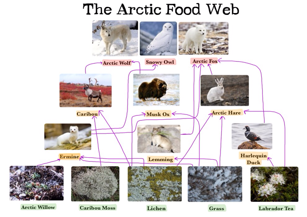 Trophic Levels in the Arctic - THe Arctic