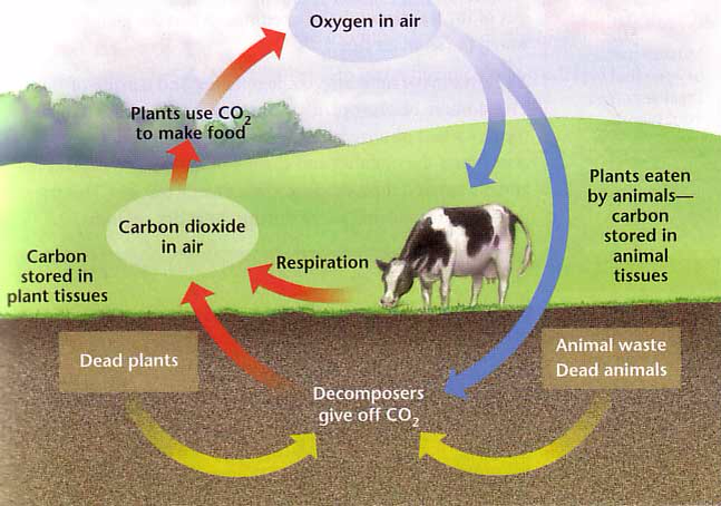 Explain how the carbon oxygen and nitrogen cycles are similar The Carbon Oxygen Nitrogen And Water Cycles The Arctic