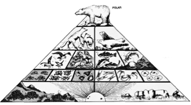 antarctic food pyramid